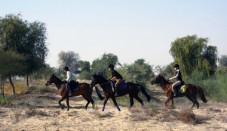 Desert Horse Riding