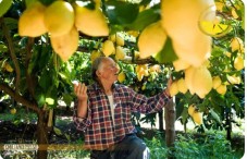 Farmer harvesting ripe lemons in a sunlit orchard.