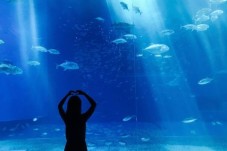 Visite de l'Aquarium de Paris - Billet enfant - (3-12 ans)