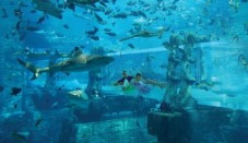 Two people swim underwater inside a large aquarium surrounded by sharks and schools of fish.