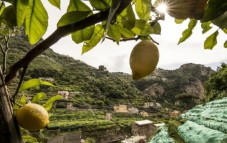 Lemon tree branches with ripe fruit overlooking terraced hillside groves in Italy.