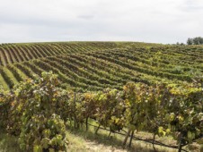 Tenuta Castelbuono-Carapace experience - winery tour and tasting