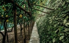 Pathway running alongside a traditional stone wall and lemon orchard trellis.