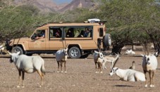 Nature and Wildlife Drive with Lunch