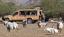 Nature and Wildlife Drive with Lunch