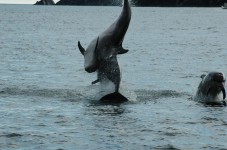 Whale Watching in Ireland